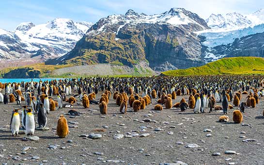 Seguro de viaje a las islas Georgia del Sur y Sandwich del Sur