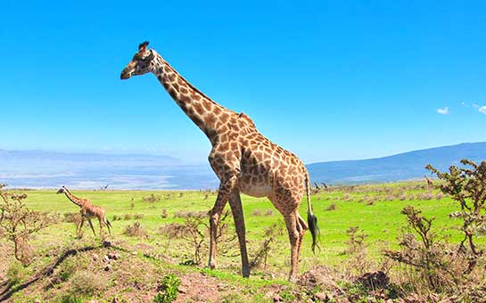 Tanzania Travel Insurance